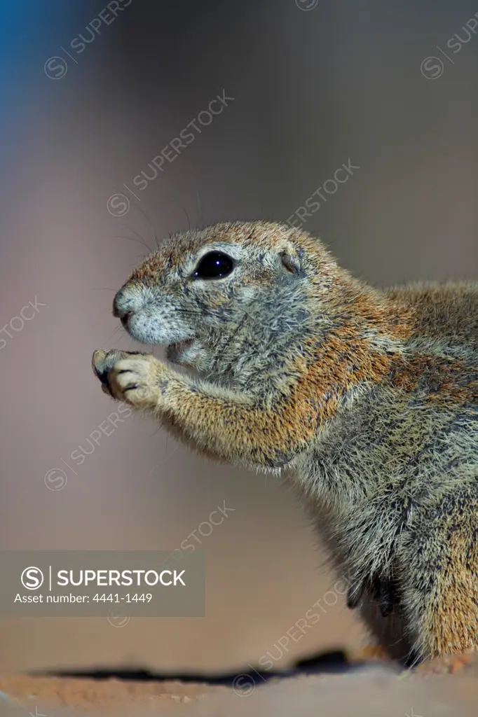 Ground Squirrel (Xerus inauris) feeding. Kgalagadi Transfrontier Park. Northern Cape. South Africa