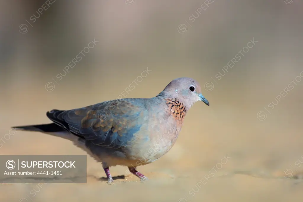 Laughing (Palm) Dove (Streptopelia senegalensis). Kgalagadi Transfrontier Park. Northern Cape. South Africa