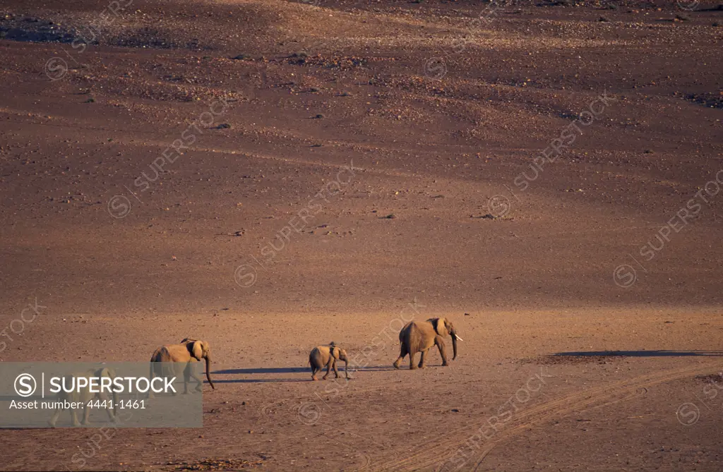 Desert Elephant (Loxodonta africana) herd walking in desert near Purros. Namibia