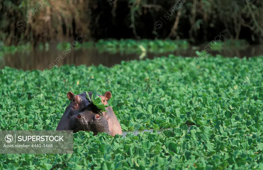 Hippo (Hippopotamus amphibius) in Grumeti River in amongst water Hyacinth. Serengeti Game Reserve. Tanzania