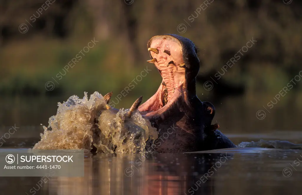 Hippo (Hippopotamus amphibius). MalaMala Game Reserve. Mpumalanga. South Africa