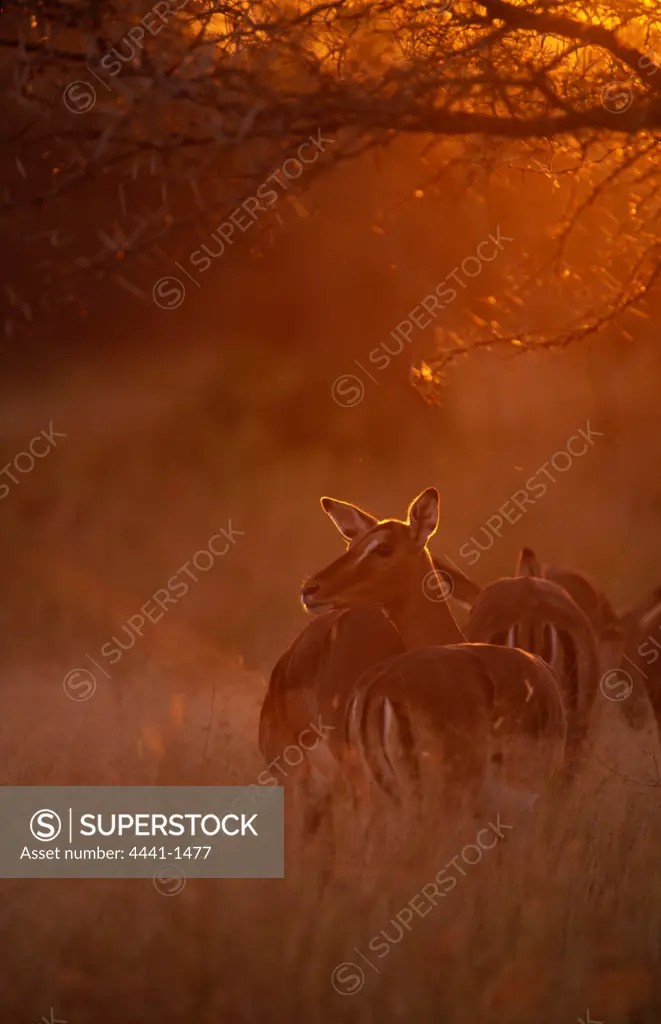Impala (Aepyceros melampus melampus) herd in veld at sunset. Mkhuze Game Reserve. Greater St Lucia Wetland Park. KwaZulu-Natal. South Africa