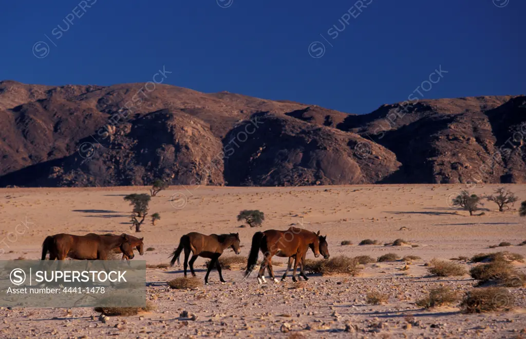 Wild Horses in desert near Aus. Namibia