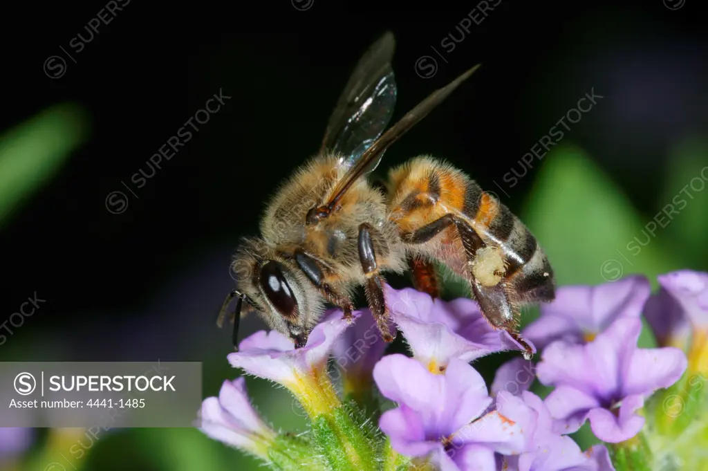 Social Bee (Family: Apidae) on flower. Note pollen on rear leg. Howick. KwaZulu-Natal. South Africa