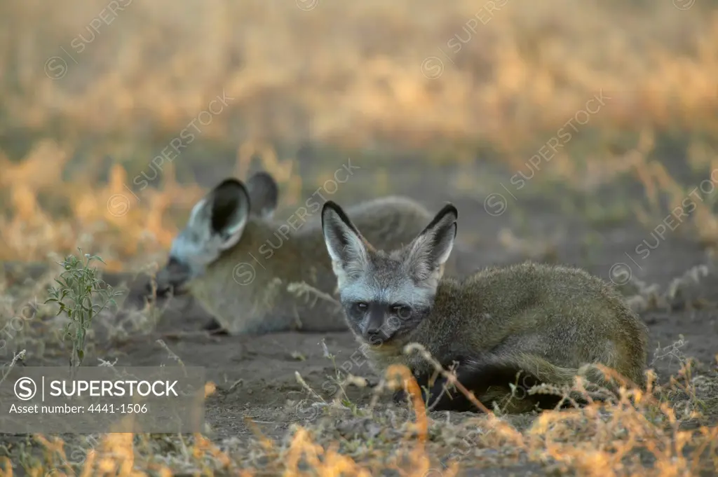 Bat-Eared Fox (Otocyon meaglotis) lying in veld in early morning. Northern Tuli Game Reserve. Botswana
