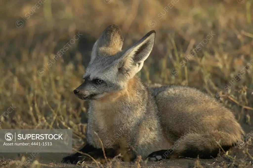 Bat-Eared Fox (Otocyon meaglotis) lying in veld in early morning. Northern Tuli Game Reserve. Botswana