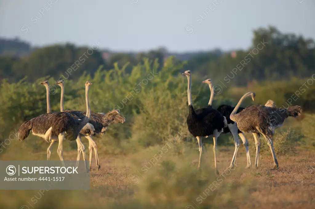 Ostrich (Struthio camelus) flock in veld. Northern Tuli Game Reserve. Botswana