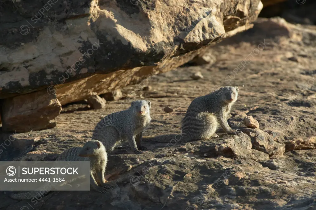 Banded Mongoose (Mungos mungo) sunning themselves on rocks. Nothern Tuli Game Reserve. Botswana.