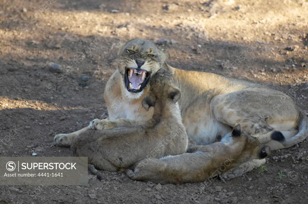 Lioness (Panthera leo) snarling at her cubs to stop them suckling. Mashatu Game Reserve. Northern Tuli Game Reserve. Botswana.