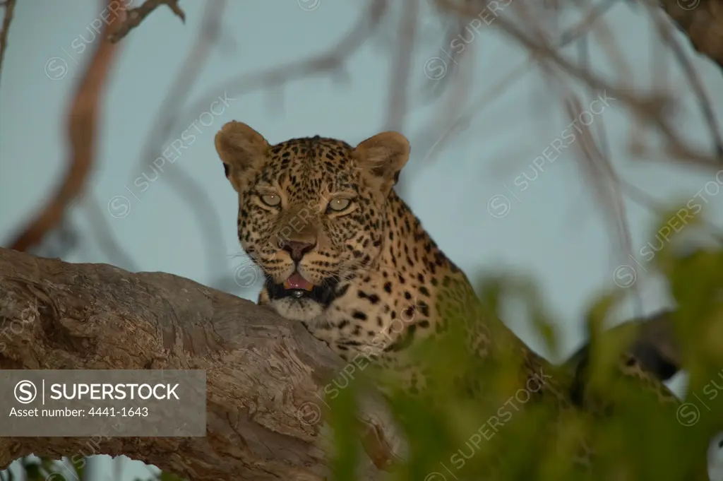 Leopard (Panthera pardus) in tree. Northern Tuli Game Reserve. Botswana.