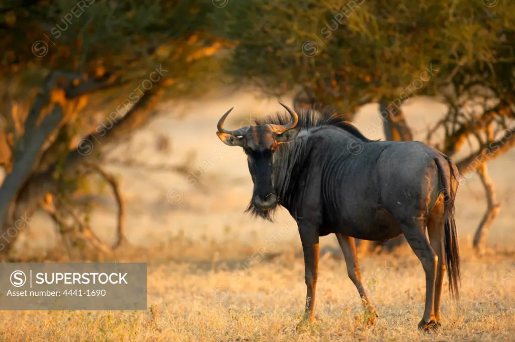 Blue Wildebeest (Connochaetes gnou) in veld. Mashatu Game Reserve. Northern Tuli Game Reserve. Botswana
