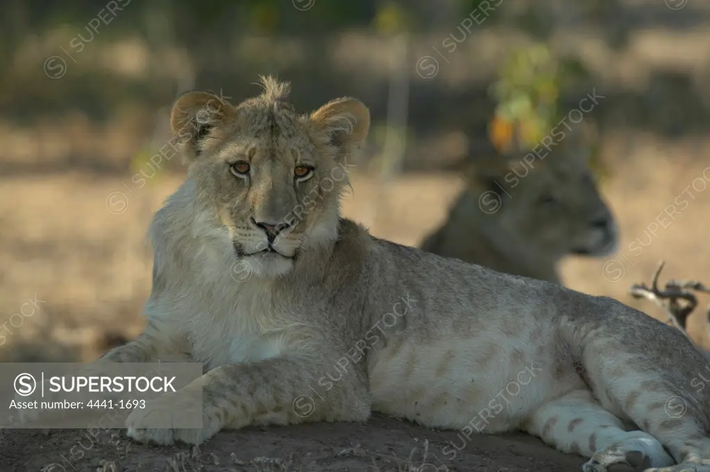 Lion (Panthera leo)cub on termite mound. Northern Tuli Game Reserve. Botswana.