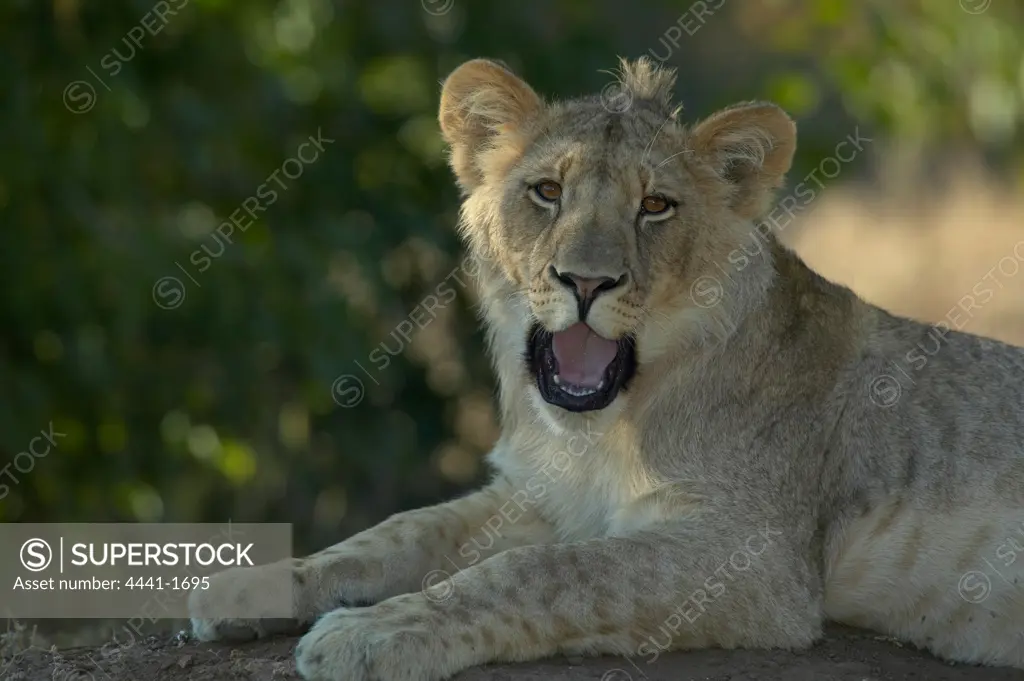 Lion (Panthera leo)cub on termite mound. Northern Tuli Game Reserve. Botswana.