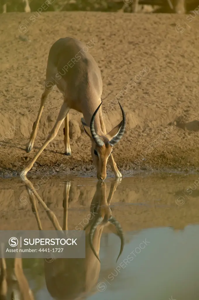 Impala (Aepyceros melampus melampus) drinking. Northern Tuli Game Reserve. Botswana.
