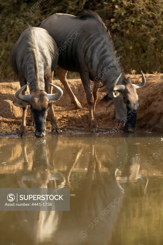 Blue Wildebeest (Connochaetes gnou) drinking at waterhole. Northern Tuli Game Reserve. Botswana
