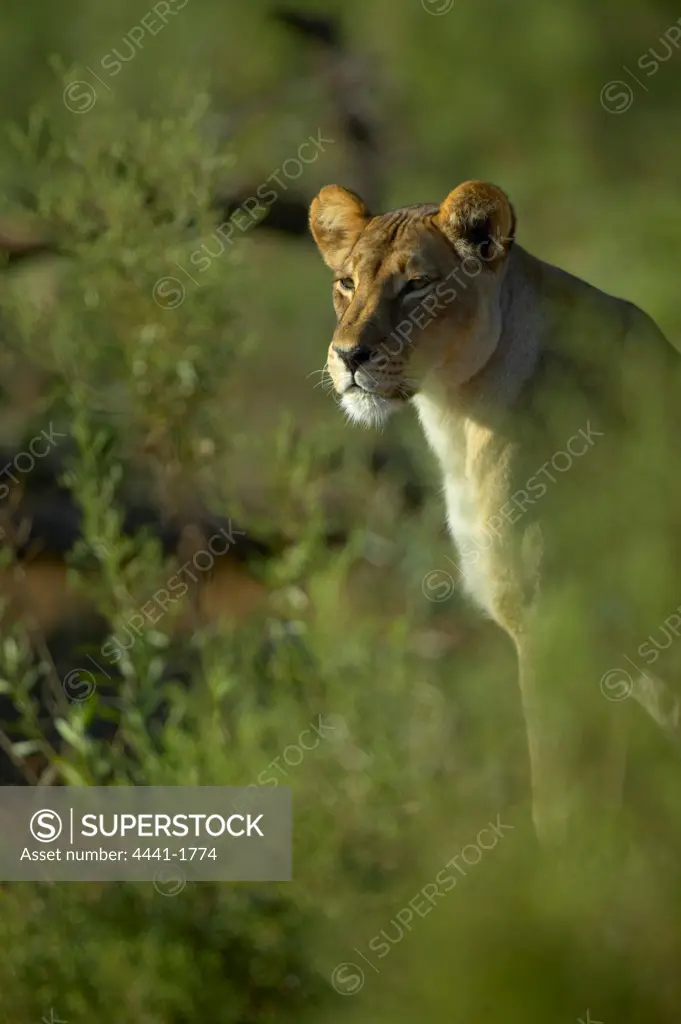 Lioness (Panthera leo) in veld. Northern Tuli Game Reserve. Botswana.