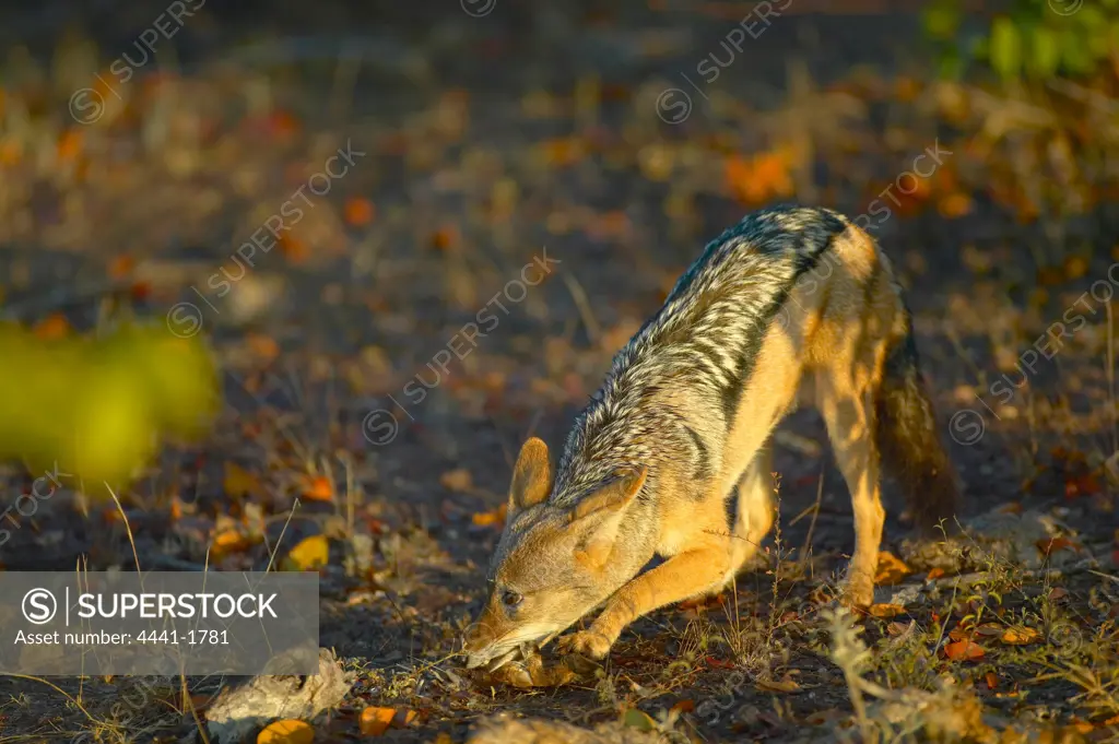 Blackbacked Jackal (Canis mesomelas) in veld chewing a bone. Northern Tuli Game Reserve. Botswana.