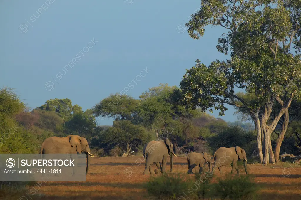 Elephant (Loxodonta africana) herd in veld. Mashatu Game Reserve. Nothern Tuli Game Reserve. Botswana.