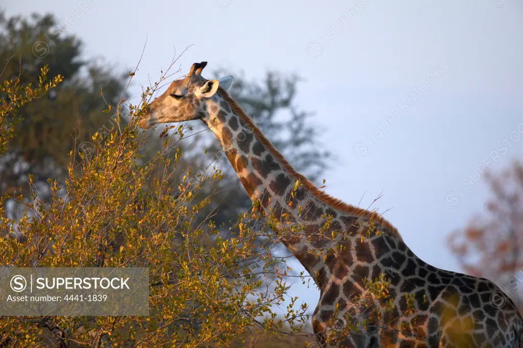 Giraffe (Giraffa camelopardis) browsing on autumn foliage veld. Northern Tuli Game Reserve. Botswana