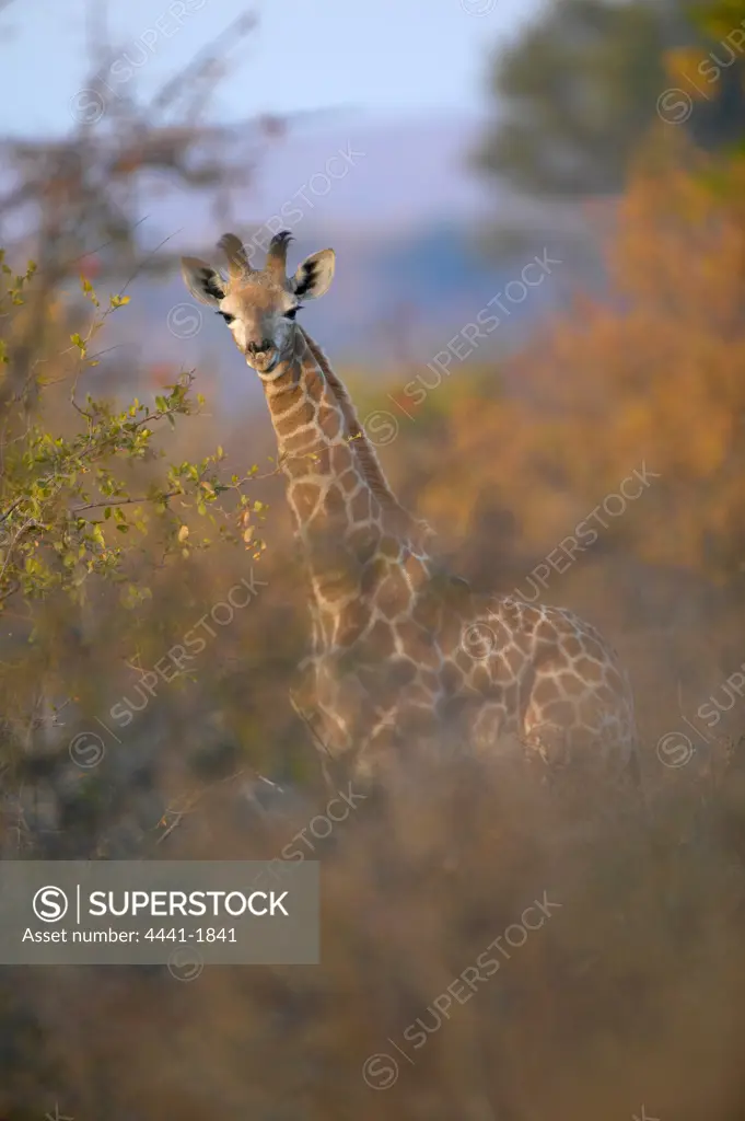 Giraffe (Giraffa camelopardis) juvenile amongst autumn foliage in veld. Northern Tuli Game Reserve. Botswana