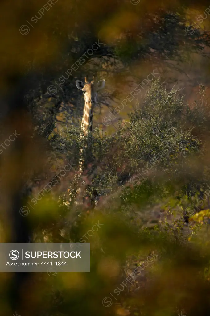 Giraffe (Giraffa camelopardis) in veld. Northern Tuli Game Reserve. Botswana