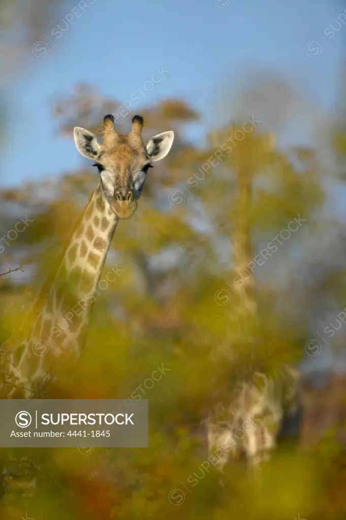 Giraffe (Giraffa camelopardis) in autumn mapane foliage in veld. Northern Tuli Game Reserve. Botswana
