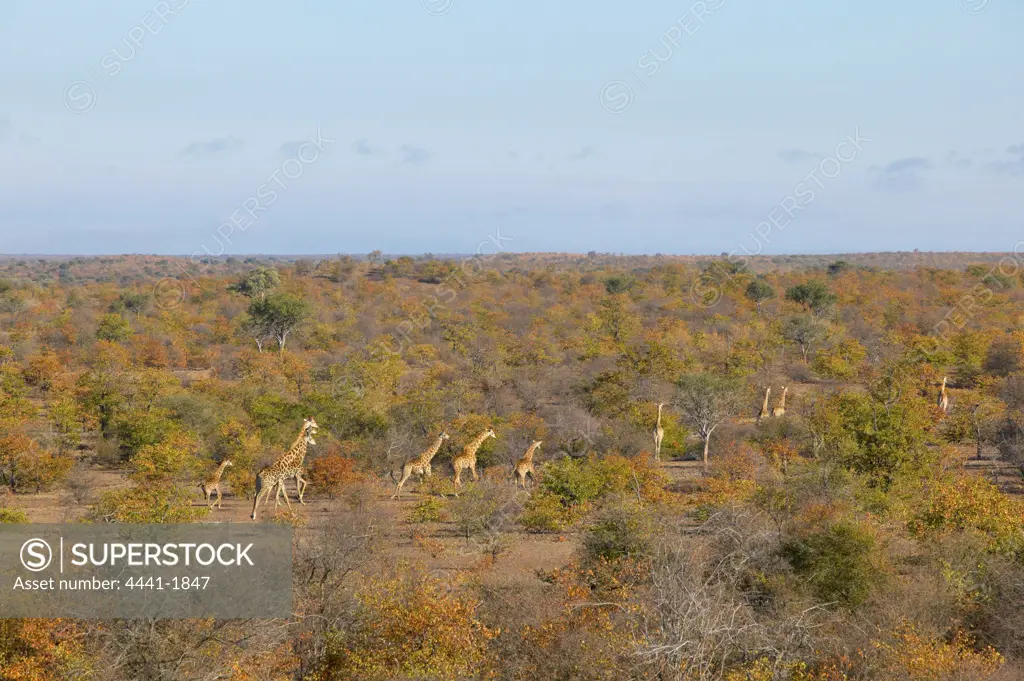 Giraffe (Giraffa camelopardis) herd in autumn mopane veld. Northern Tuli Game Reserve. Botswana