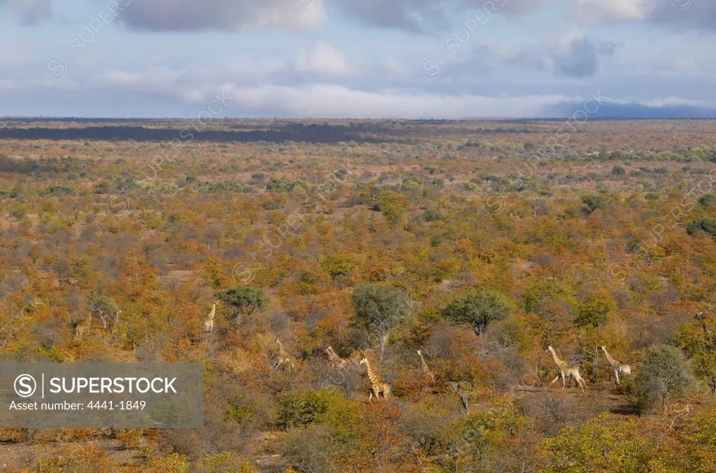 Giraffe (Giraffa camelopardis) herd in autumn mopane veld. Northern Tuli Game Reserve. Botswana