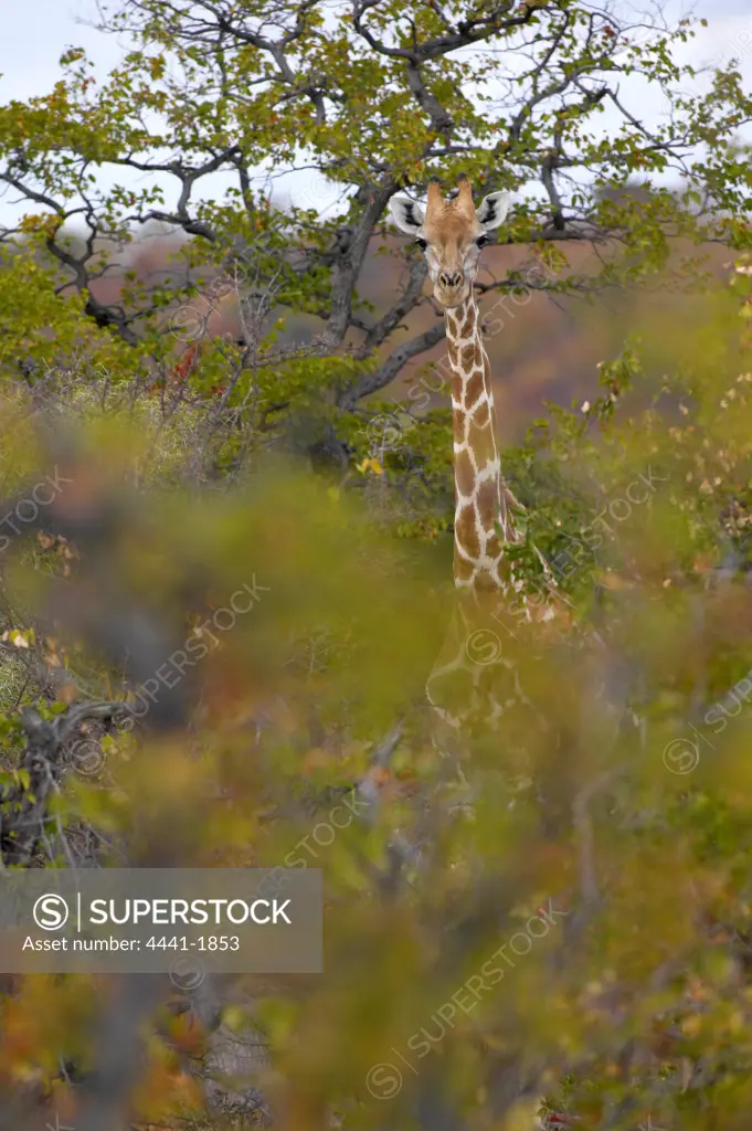 Giraffe (Giraffa camelopardis) in mopane veld. Northern Tuli Game Reserve. Botswana