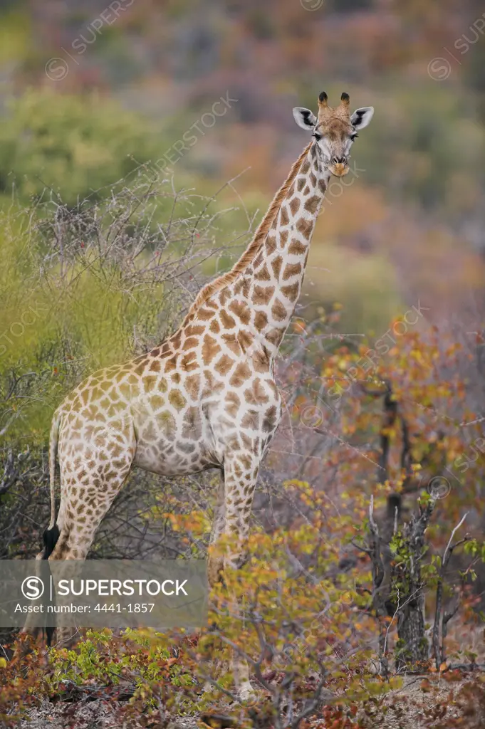 Giraffe (Giraffa camelopardis) in mopane veld. Northern Tuli Game Reserve. Botswana