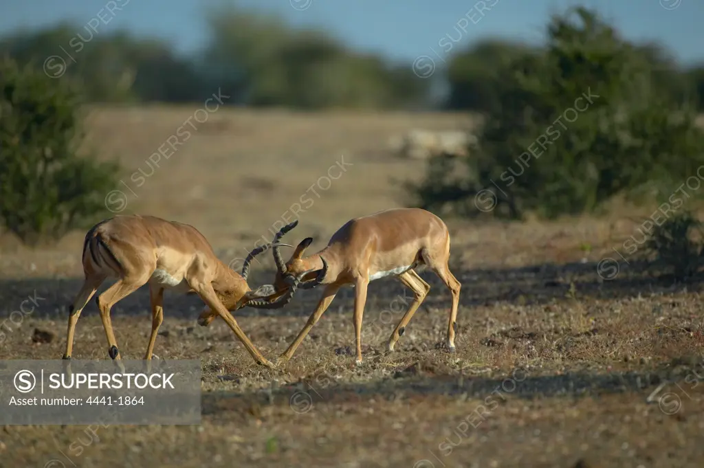 Impala (Aepyceros melampus melampus) fighting for dominance in the herd. Northern Tuli Game Reserve. Botswana.