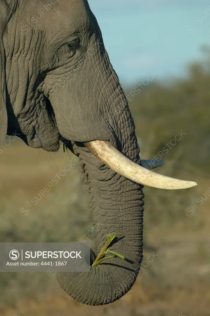 Elephant (Loxodonta africana) carying a twig. Nothern Tuli Game Reserve. Botswana.