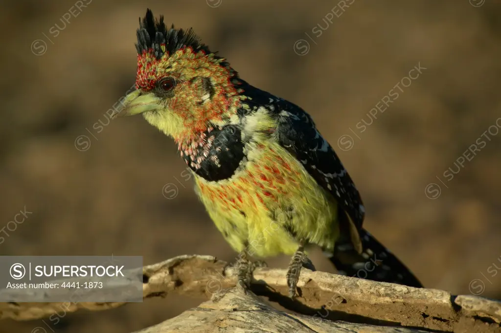 Crested Barbet (Trachyphonus vaillantii) perched on a branch. Northern Tuli Game Reserve. Botswana