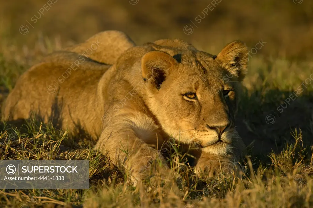 Lion (Panthera leo) sub-adult watching impala in veld. Northern Tuli Game Reserve. Botswana.