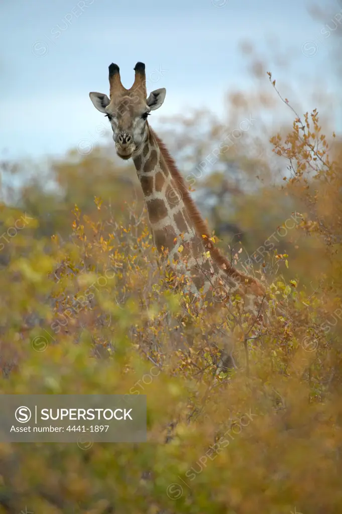 Giraffe (Giraffa camelopardis) in mopane and combretum veld. Northern Tuli Game Reserve. Botswana