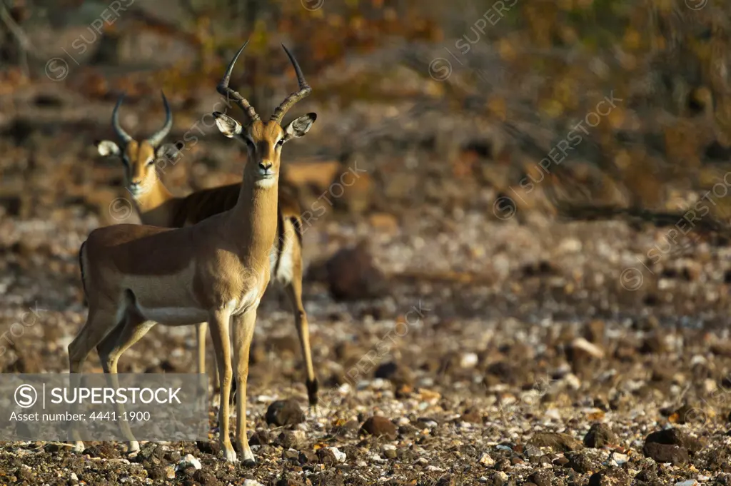 Impala Aepyceros malampus}. Northern Tuli Game Reserve. Botswana