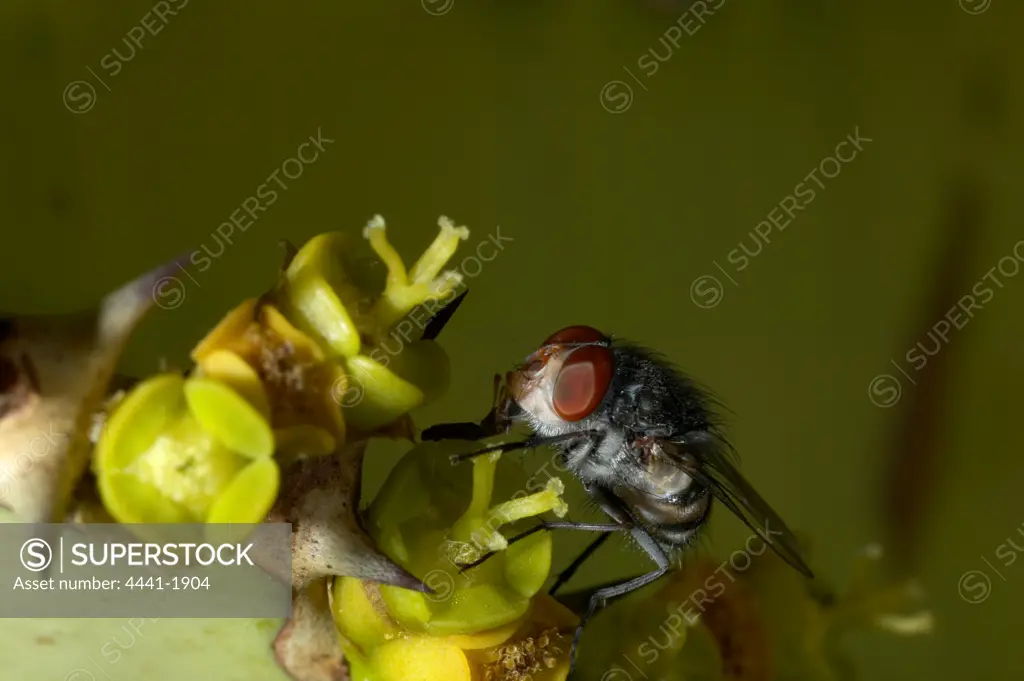 Fly feeding on Candelabra Tree (Euphorbia Engens) nectar. Northern Tuli Game Reserve. Botswana