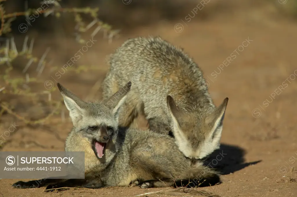 Bat-Eared Fox (Otocyon meaglotis) male testing female to see if she is in oestrus. Northern Tuli Game Reserve. Botswana
