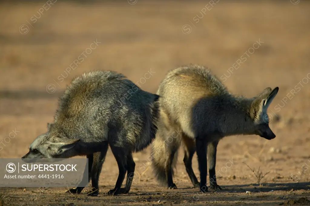 Bat-Eared Fox (Otocyon meaglotis) in veld. The one on the left is showing agression to a Blackbacked Jackal (Canis mesomelas) out of picture. Northern Tuli Game Reserve. Botswana