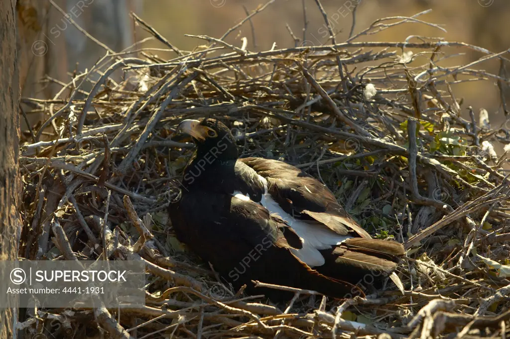 Black Eagle (Aquilla verreauxii) on nest. Northern Tuli Game Reserve. Botswana