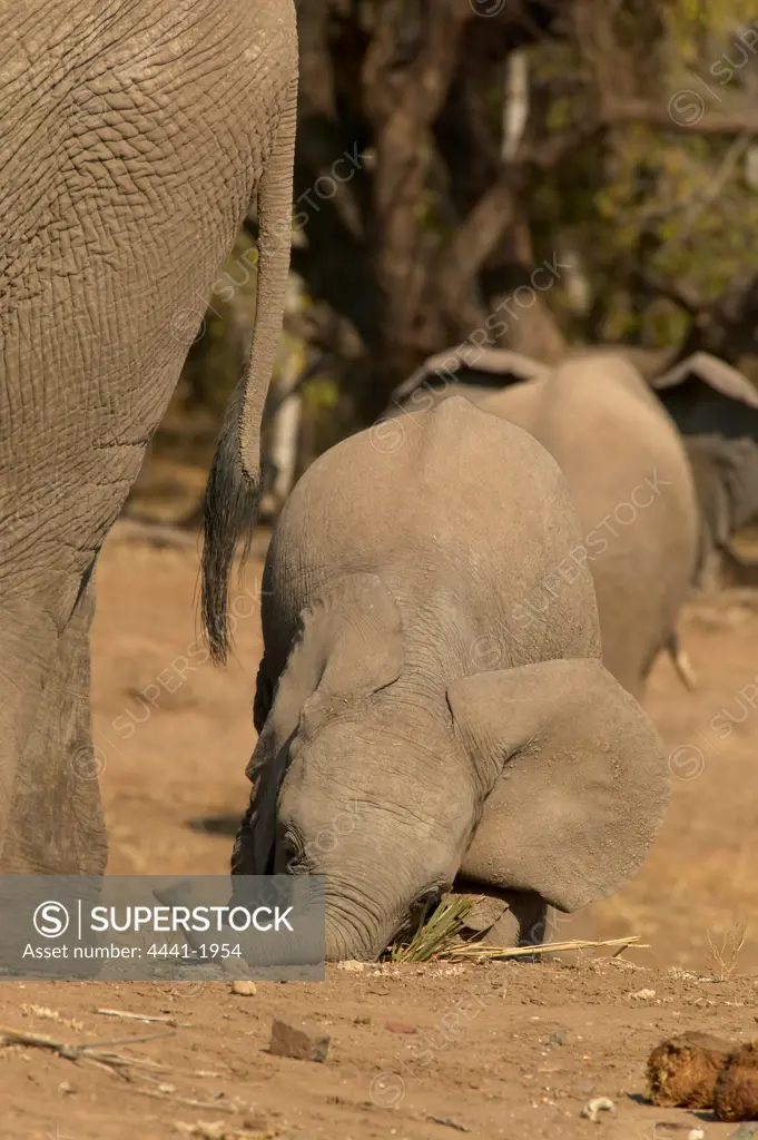 Elephant (Loxodonta africana) juvenile feeding on Lala Palm shoot by chewing it because it is too young to use its trunk efectivly. Nothern Tuli Game Reserve. Botswana.