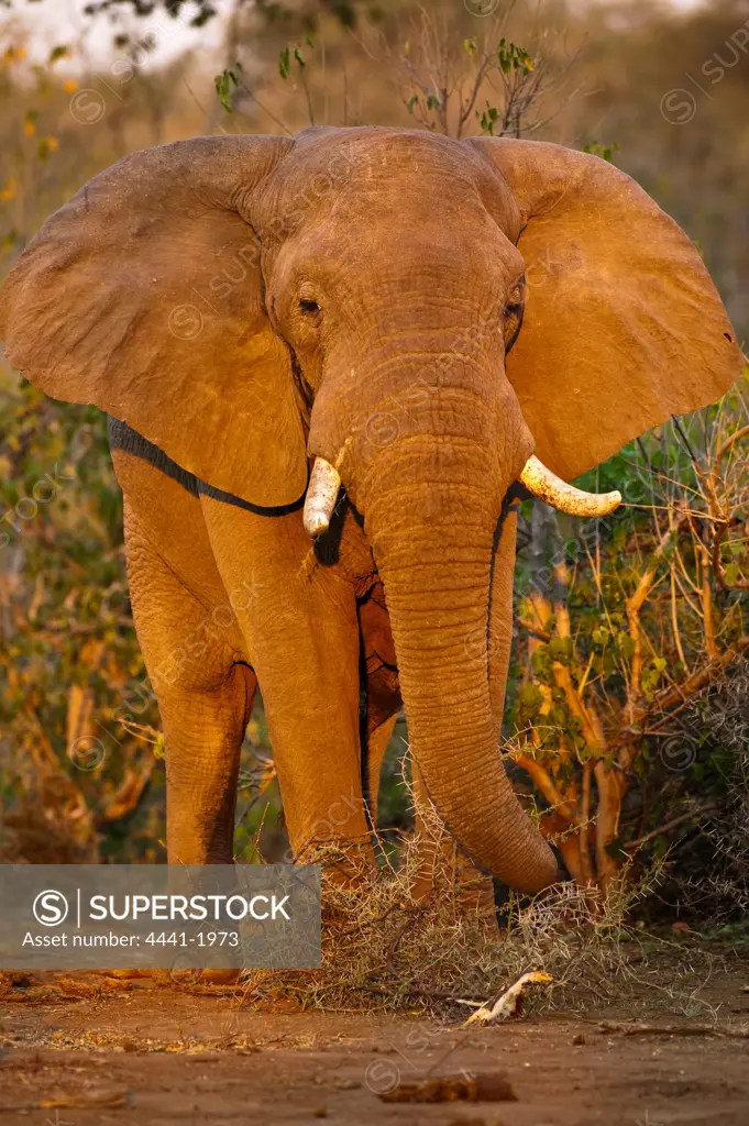 African Elephant (Loxodonta africana). Mashatu Game Reserve. Northern Tuli Game Reserve.  Botswana