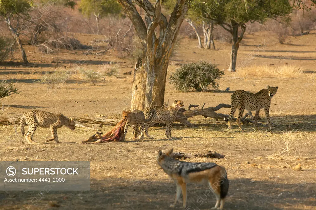 Cheetah (Acinonyx jubatus) female and cubs feeding on an Impala (Aepyceros melampus melampus). A Blackbacked Jackal (Canis mesomelas) watches.  Northern Tuli Game Reserve. Botswana.