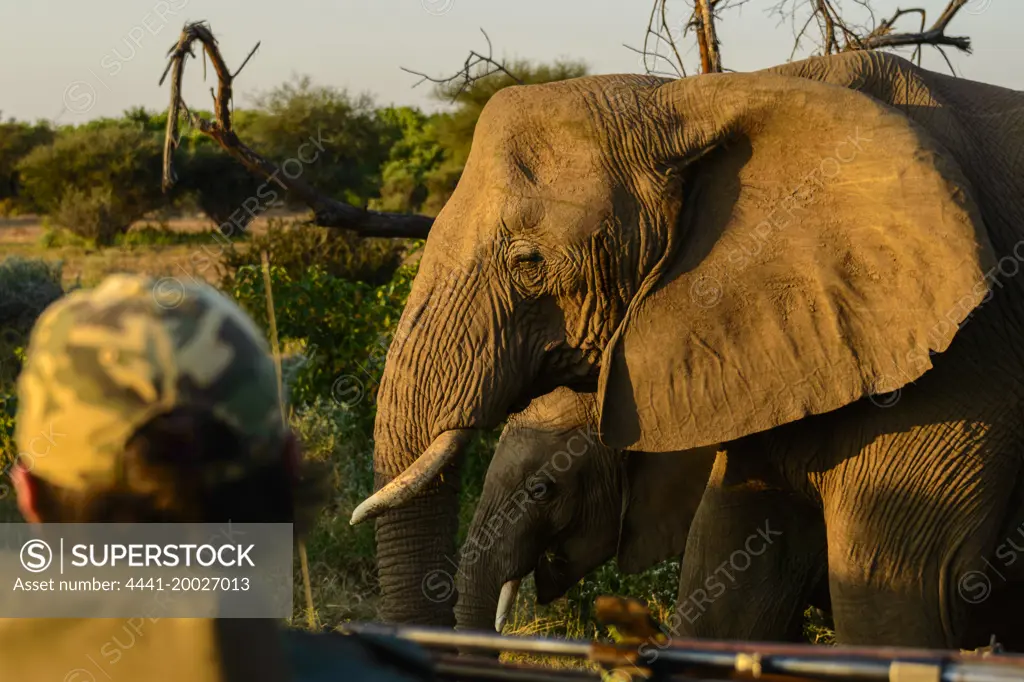 Tourist on game drive viewing African Elephant (Loxodonta africana). Mashatu Game Reserve. Northern Tuli Game Reserve.  Botswana