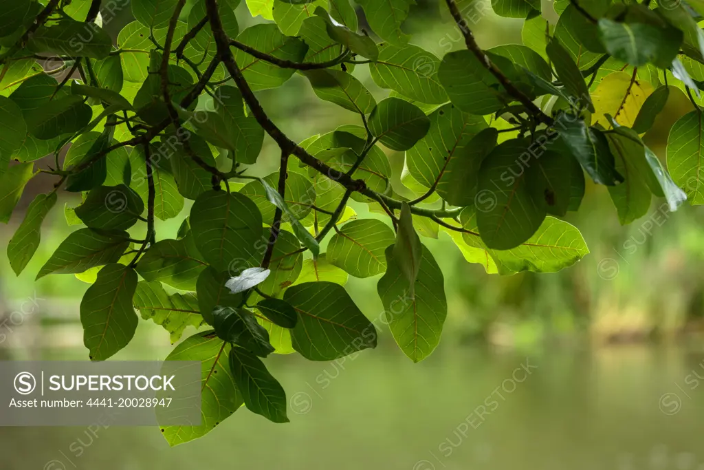 Swamp or hippo fig (Ficus trichopoda). Kosi Bay. KwaZulu Natal. South Africa