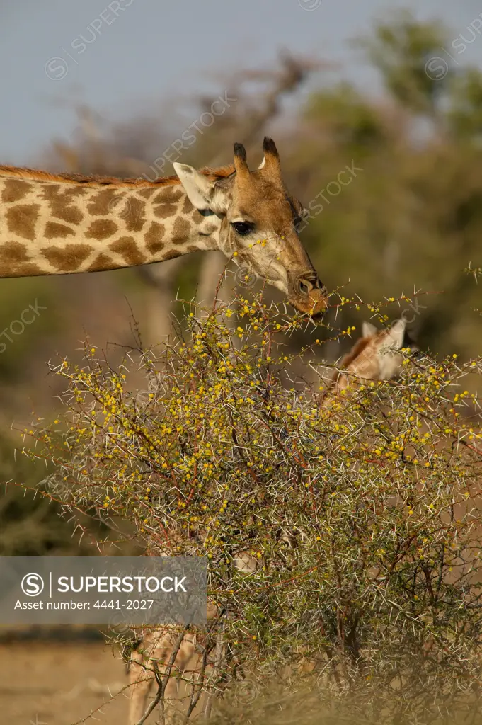 Giraffe (Giraffa camelopardis) feeding on a Scented Thorn Acacia (Acacia nilotica). Northern Tuli Game Reserve. Botswana