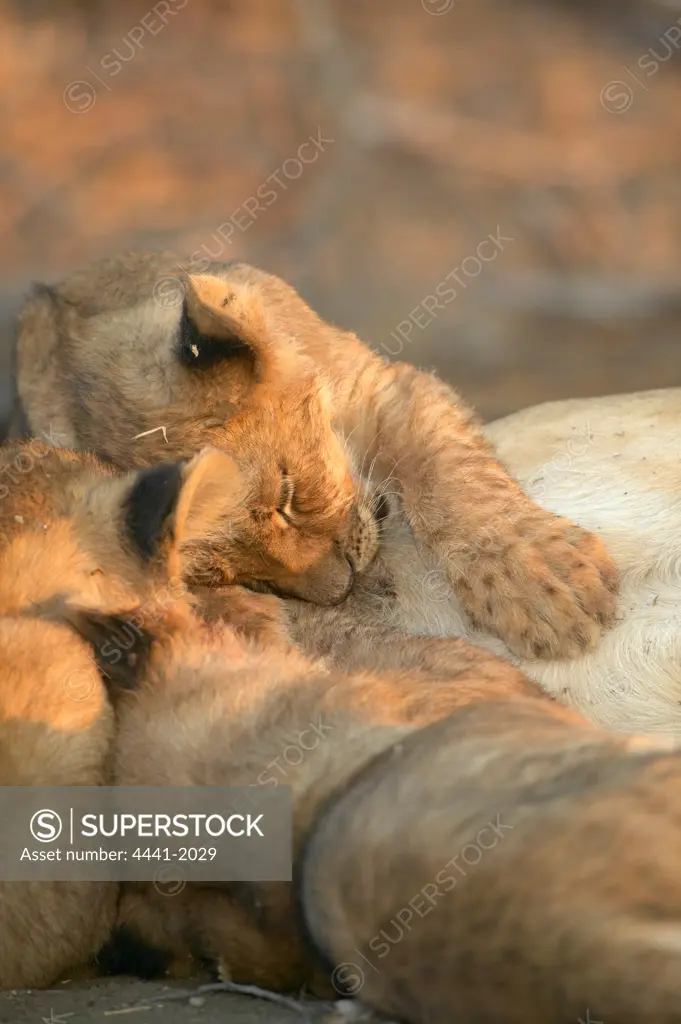 Lion (Panthera leo) cubs suckling. Northern Tuli Game Reserve. Botswana.