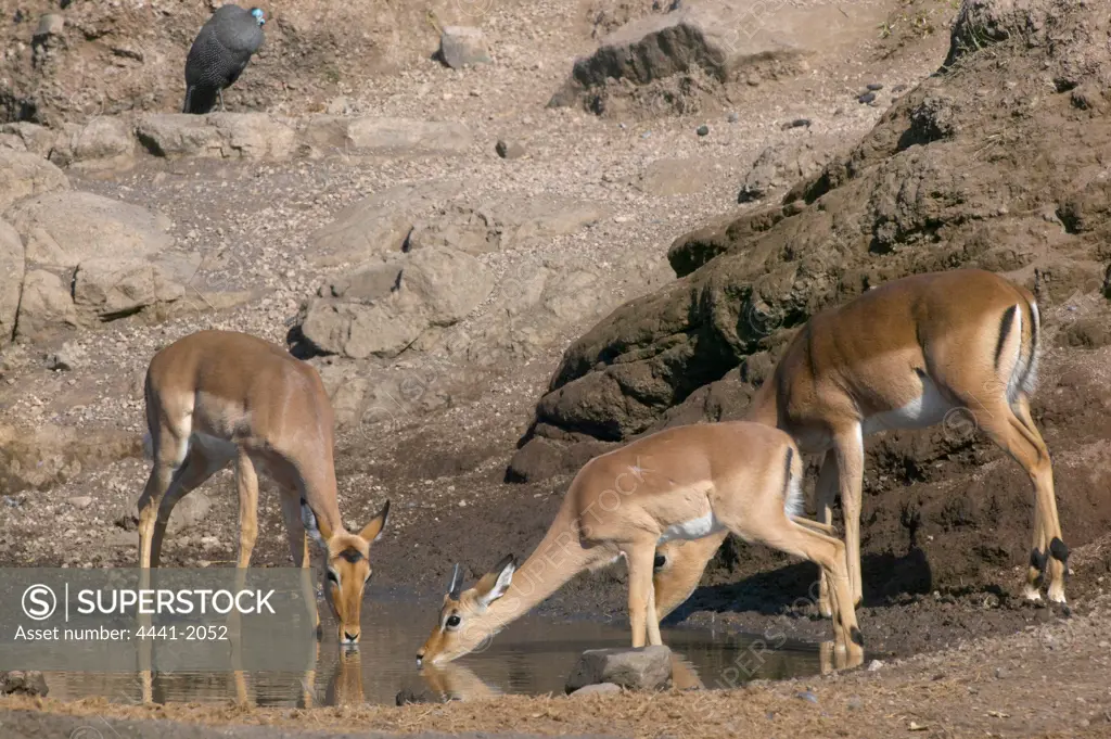 Impala (Aepyceros melampus melampus) drinking. Northern Tuli Game Reserve. Botswana.