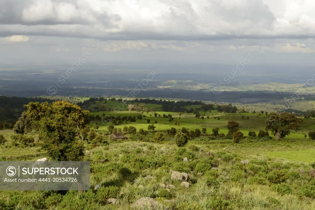 Bale Mountains National Park. Ethiopia.
