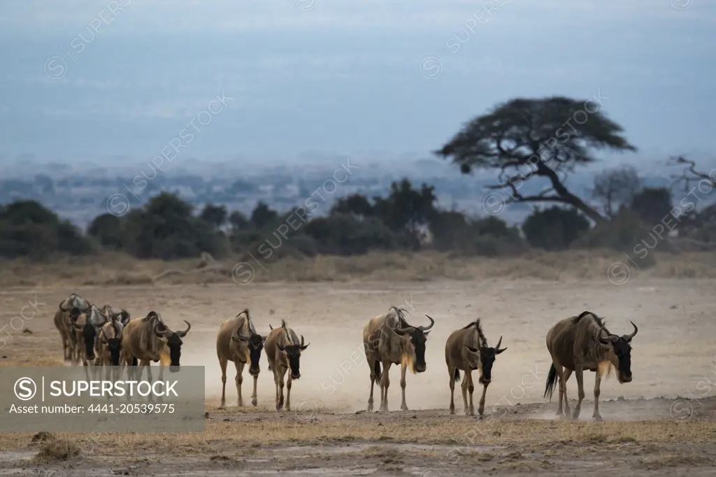 Blue wildebeest, also called the common wildebeest, white-bearded wildebeest or brindled gnu (Connochaetes taurinus). Amboseli National Park. Kenya.